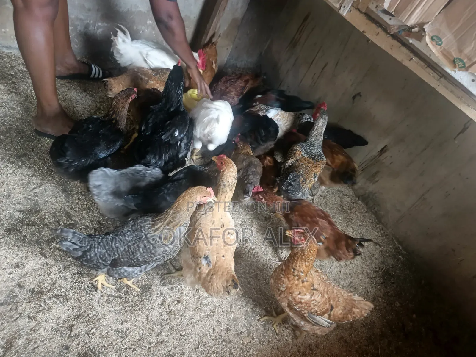 Fresh Live Broilers for Sale