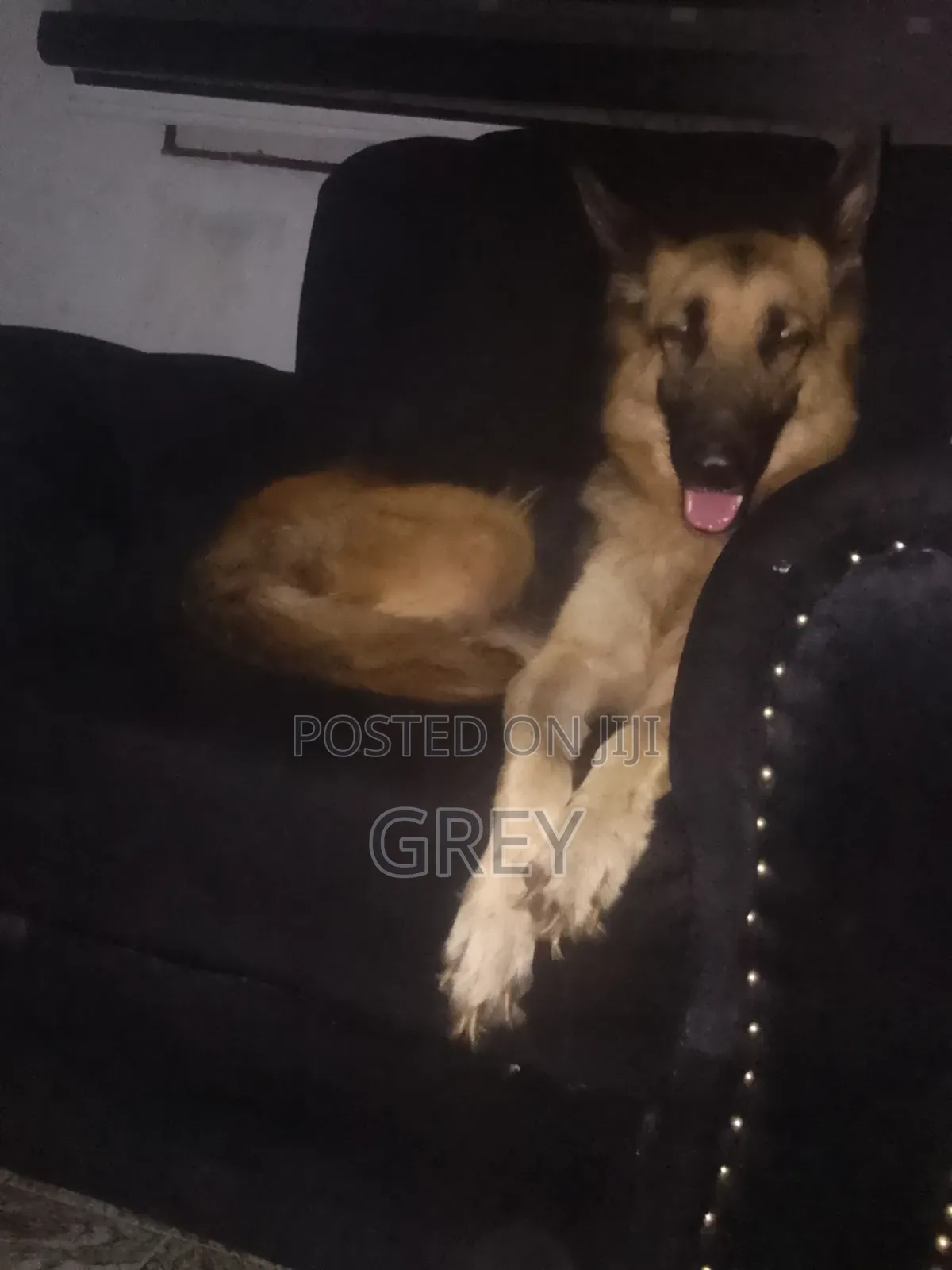 1+ year Female Purebred German Shepherd
