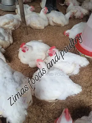 Organic Broiler Chicken Life and Dressed