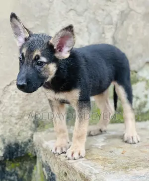 1-3 months Male Purebred German Shepherd