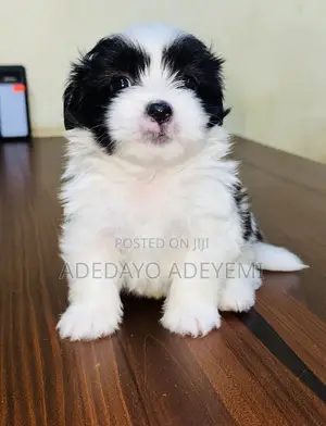 1-3 months Male Purebred Lhasa Apso