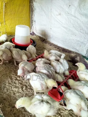 Broiler Chicken