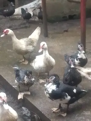 Male Muscovy Ducks