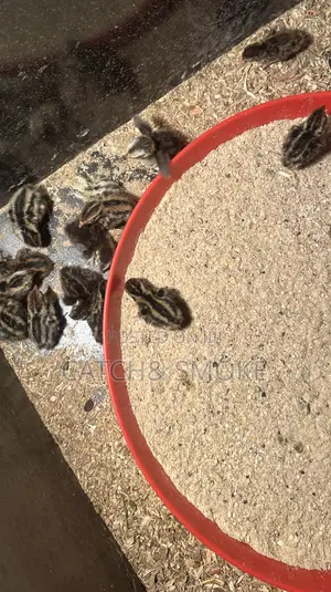 Day Old Quail Bird