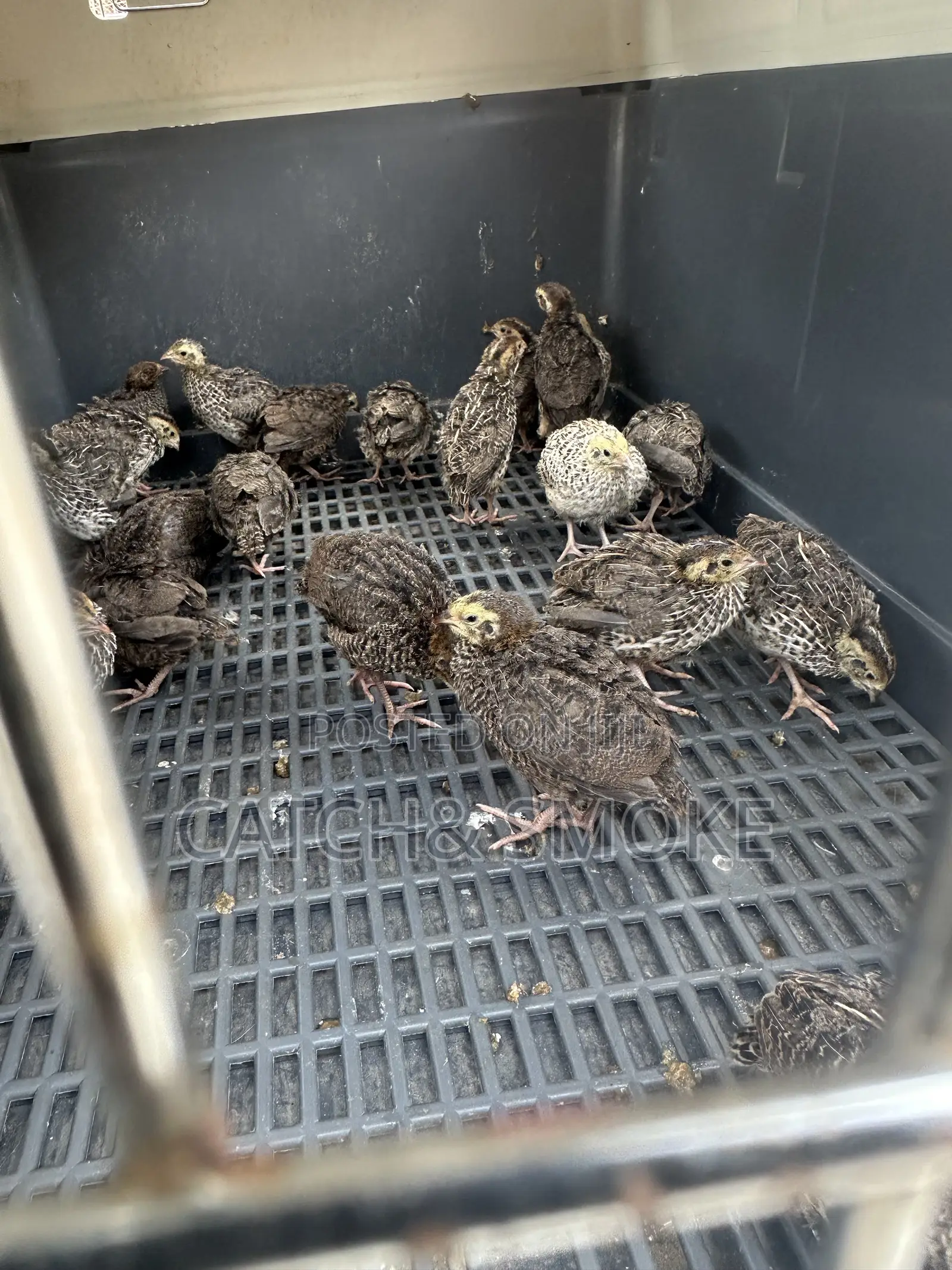2weeks Quail Bird
