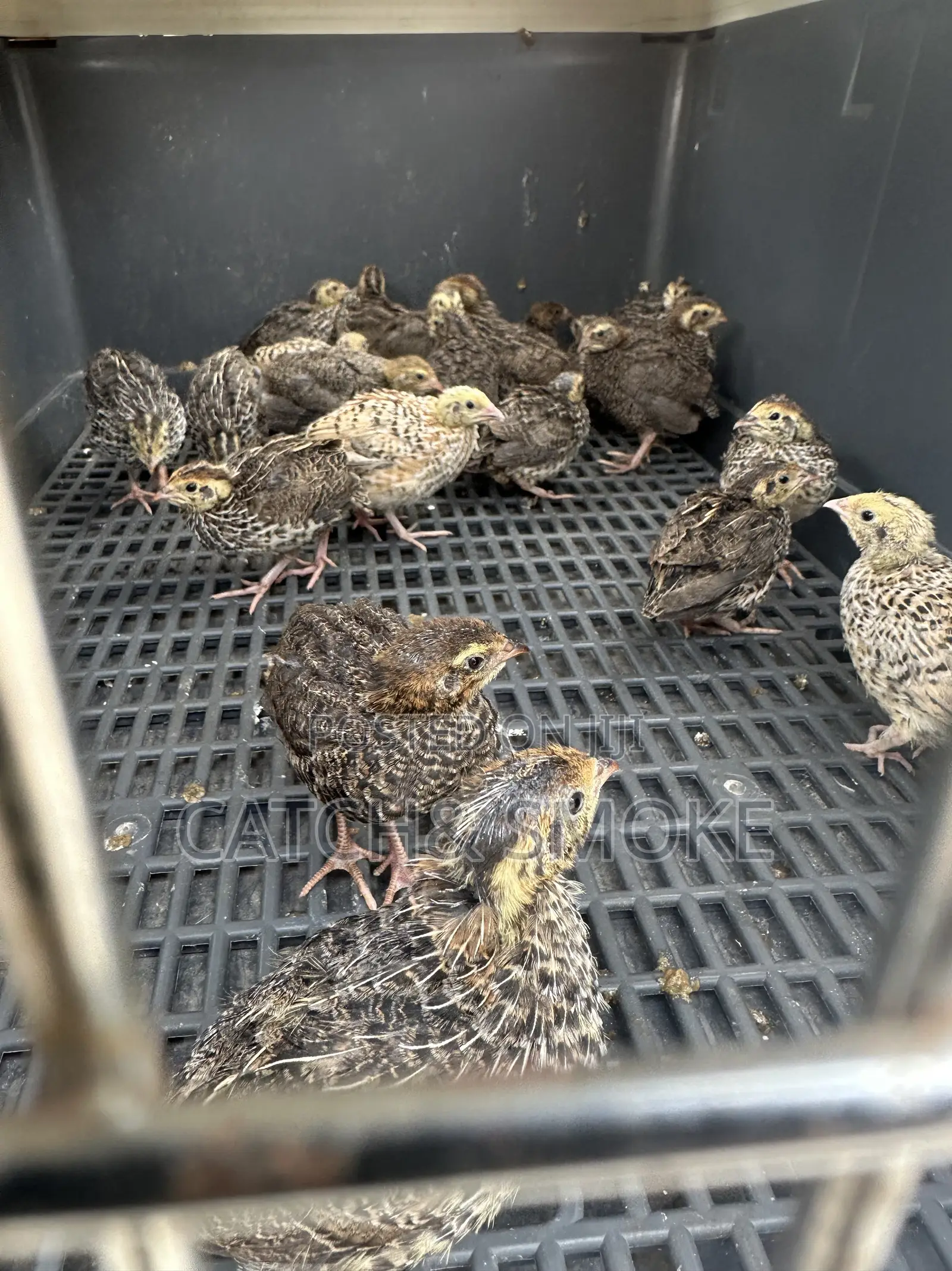 2weeks Quail Bird