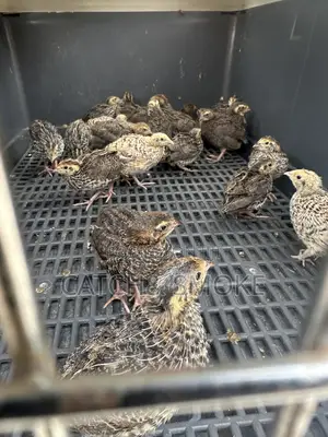 2weeks Quail Bird