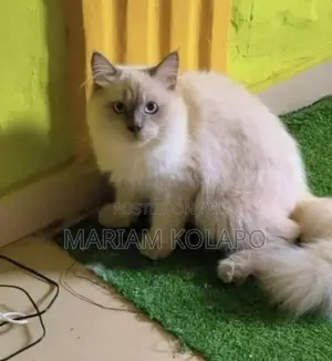 6-12 months Male Mixed Breed Persian