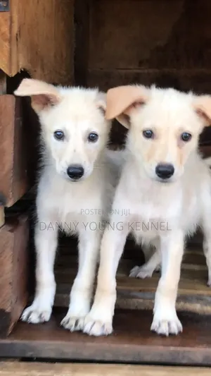 1-3 months Female Purebred German Shepherd