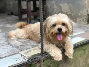1+ year Male Purebred Lhasa Apso