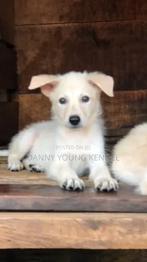 1-3 months Female Purebred German Shepherd