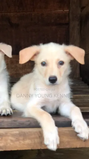 1-3 months Female Purebred German Shepherd