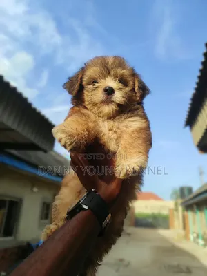 1-3 months Female Purebred Lhasa Apso