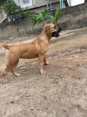 3-6 months Female Purebred Boerboel