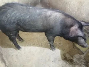 Boar, Sow and Piglets