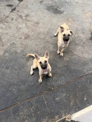 3-6 months Female Mixed Breed Boerboel