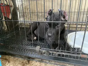 1-3 months Female Purebred Cane Corso