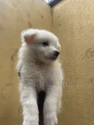 1-3 months Female Purebred American Eskimo