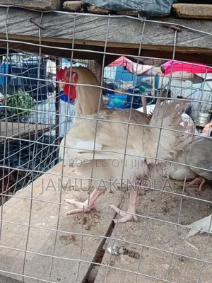 Quality Farm-Raised Chickens for Sale