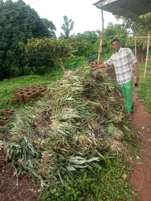 Hybrid Pineapple Suckers