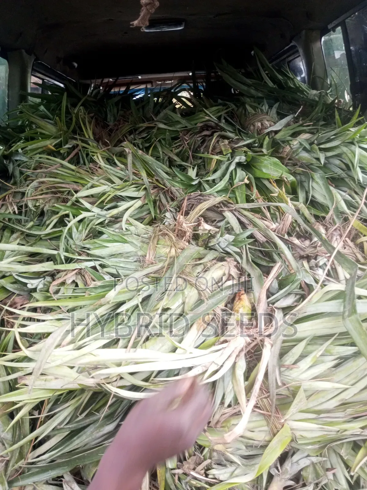 Hybrid Pineapple Suckers