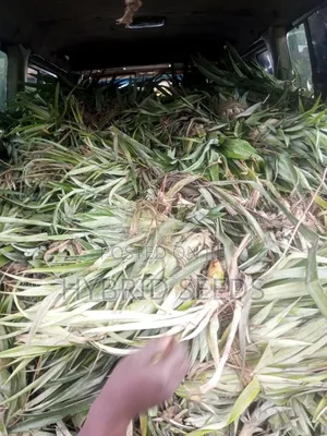 Hybrid Pineapple Suckers