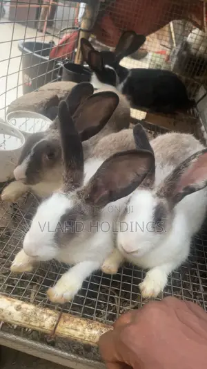 Healthy Matured Improved Dutch Rabbits!