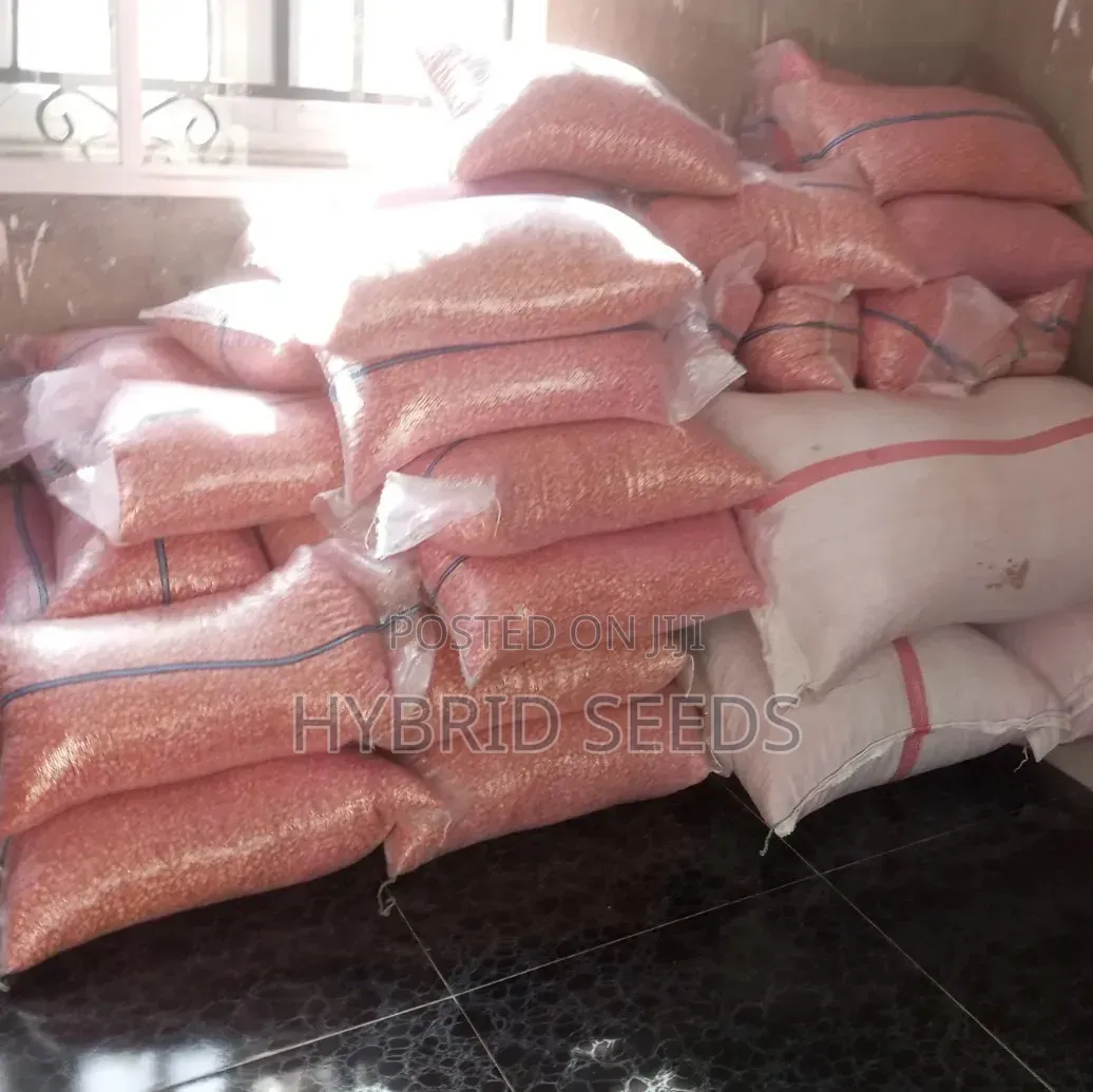 Maize Seeds (Improved Variety)