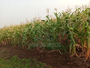 Maize Seeds (Improved Variety)