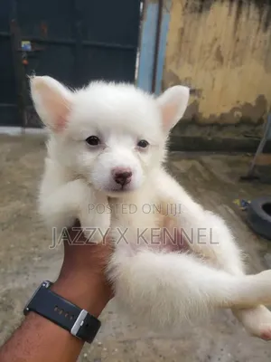 1-3 months Male Purebred American Eskimo
