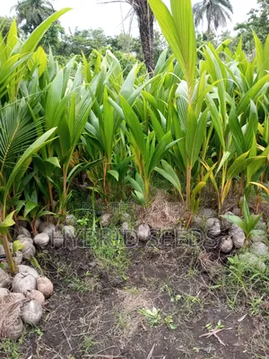 Hybrid Coconut Seedlings