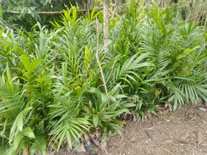 Improved Oilpalm/Palmtree Seedlings for Sale (Tenera Breed)