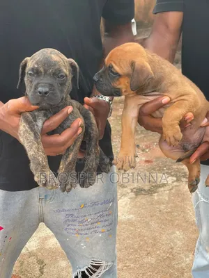 1-3 months Male Purebred Boerboel