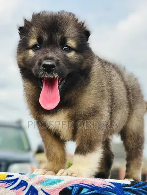1-3 months Female Purebred Caucasian Shepherd