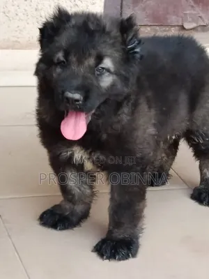 1-3 months Male Purebred Caucasian Shepherd