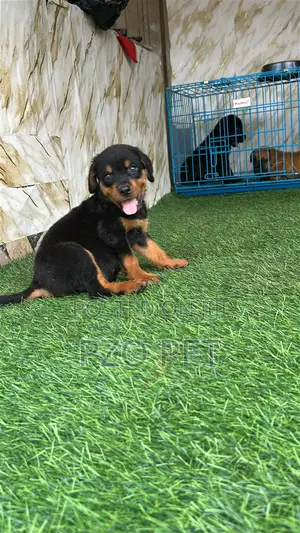 1-3 months Male Purebred Rottweiler