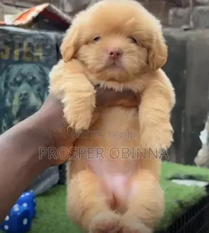 1-3 months Male Purebred Lhasa Apso
