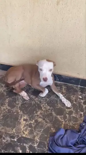 3-6 months Female Purebred American Pit Bull Terrier