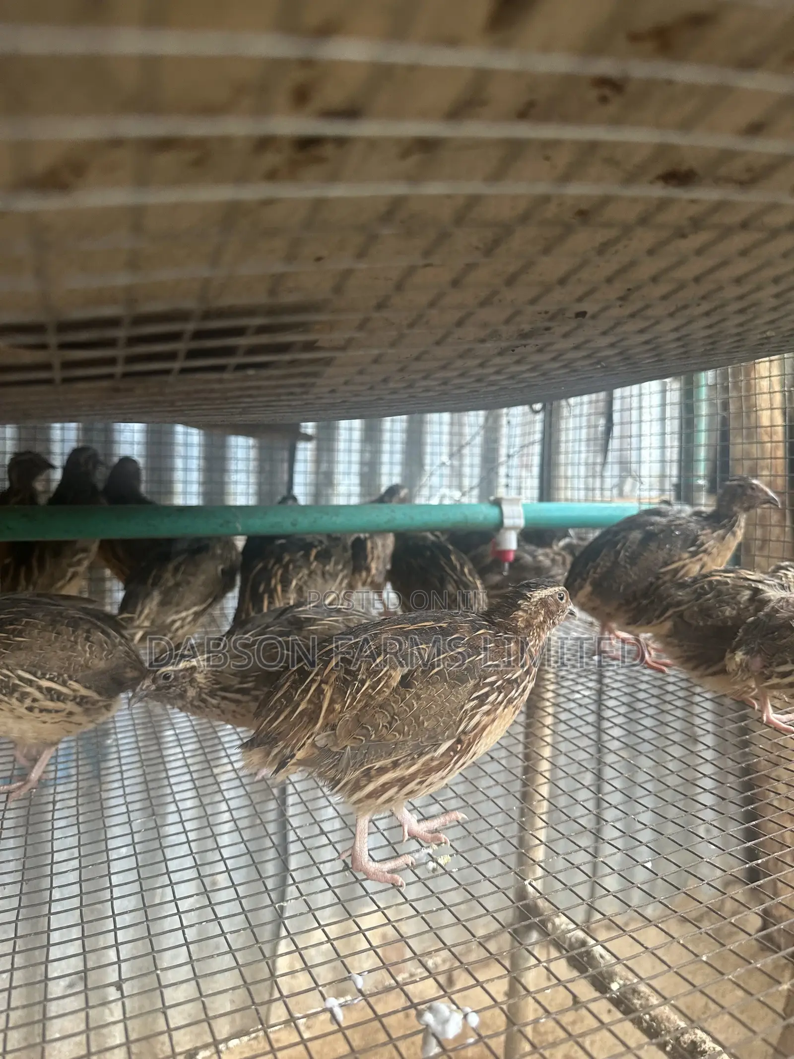 Quail Farming Is Profitable