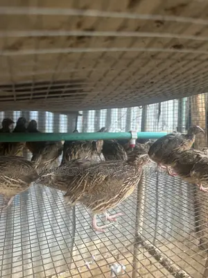 Quail Farming Is Profitable