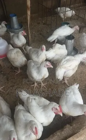 Matured Broiler Chickens