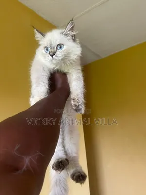 1-3 months Female Purebred Persian