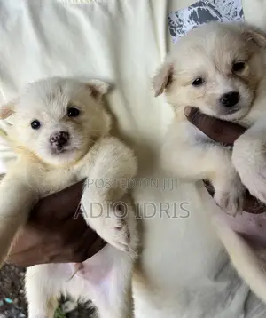 1-3 months Male Purebred American Eskimo
