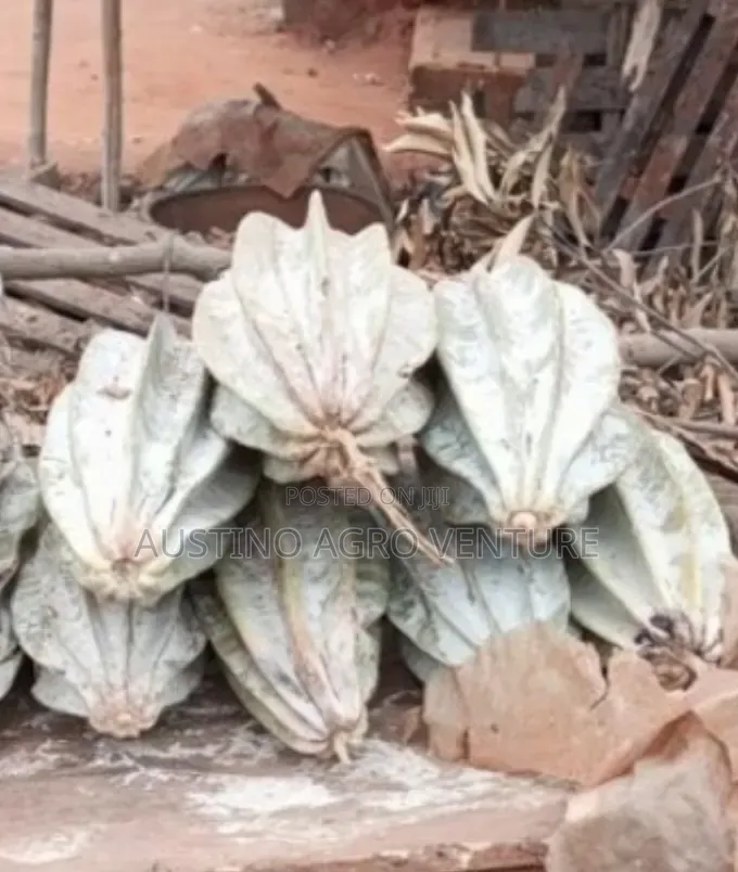 Ugwu Seeds