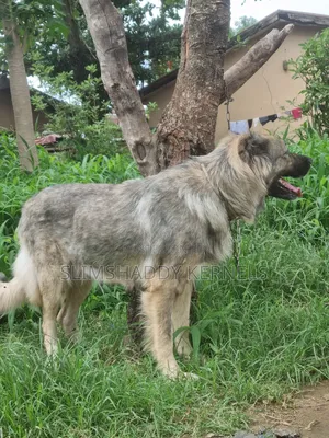 1+ year Female Purebred Caucasian Shepherd