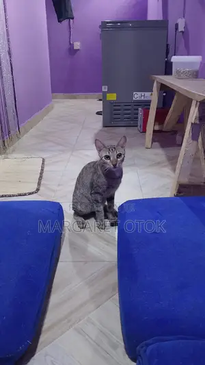 6-12 months Male Mixed Breed Tabby