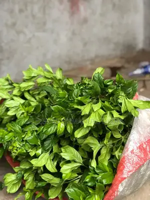 Fresh Green Vegetables At Affordable Prices