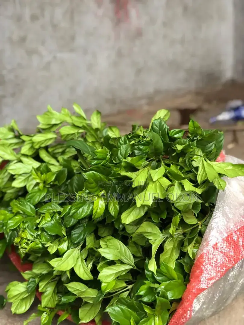 Fresh Green Vegetables At Affordable Prices