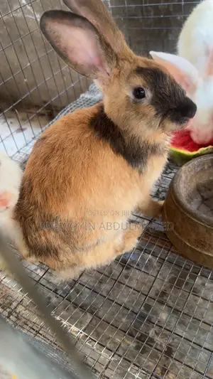 Rabbits for Sale