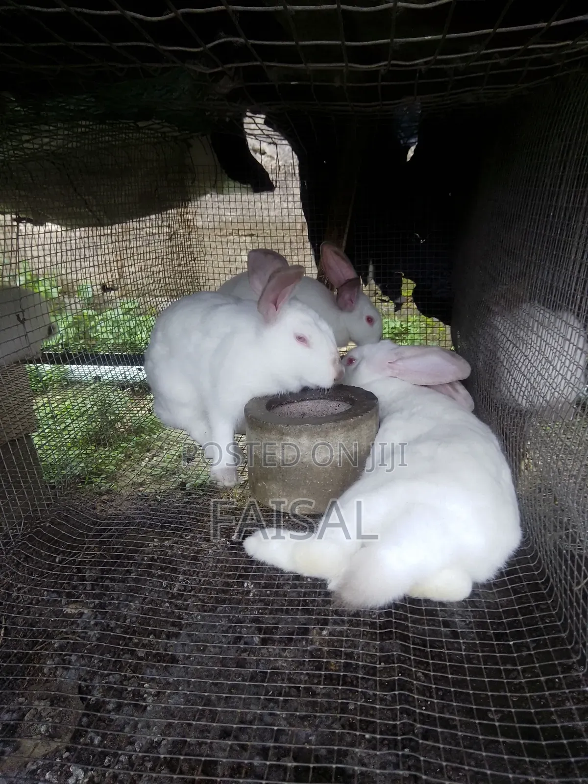 Breeding Rabbit(Over 3kg)